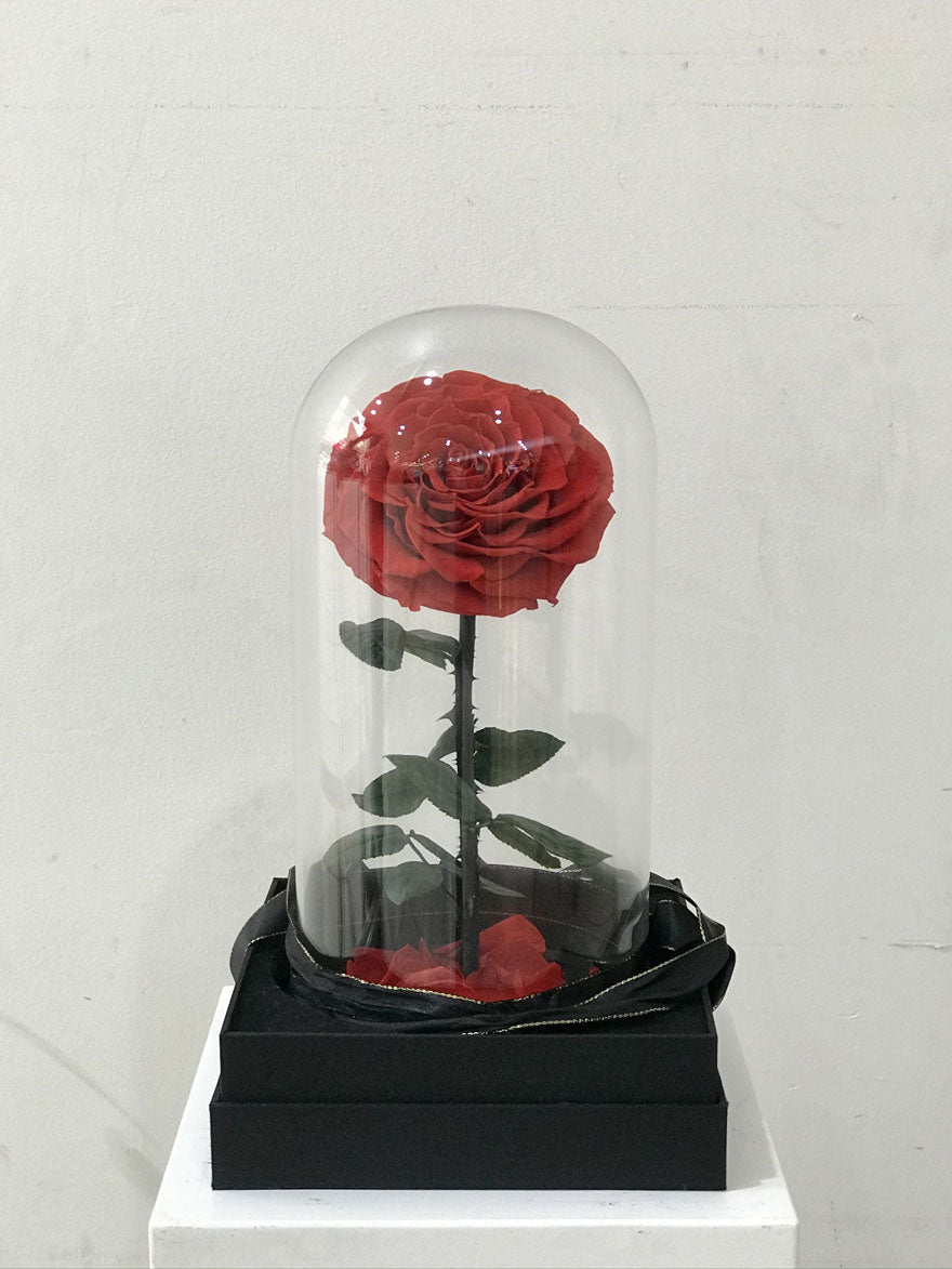 Preserved Rose in Glass Dome – Matilda's Flowers